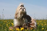 SHIH TZU 285